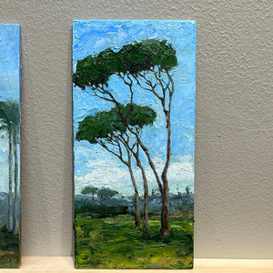 Pinus Pinea-Italian Stone Pine trees by Julie Ann Lake-Díaz