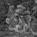 Load image into Gallery viewer, Artwork by Katie Benson
