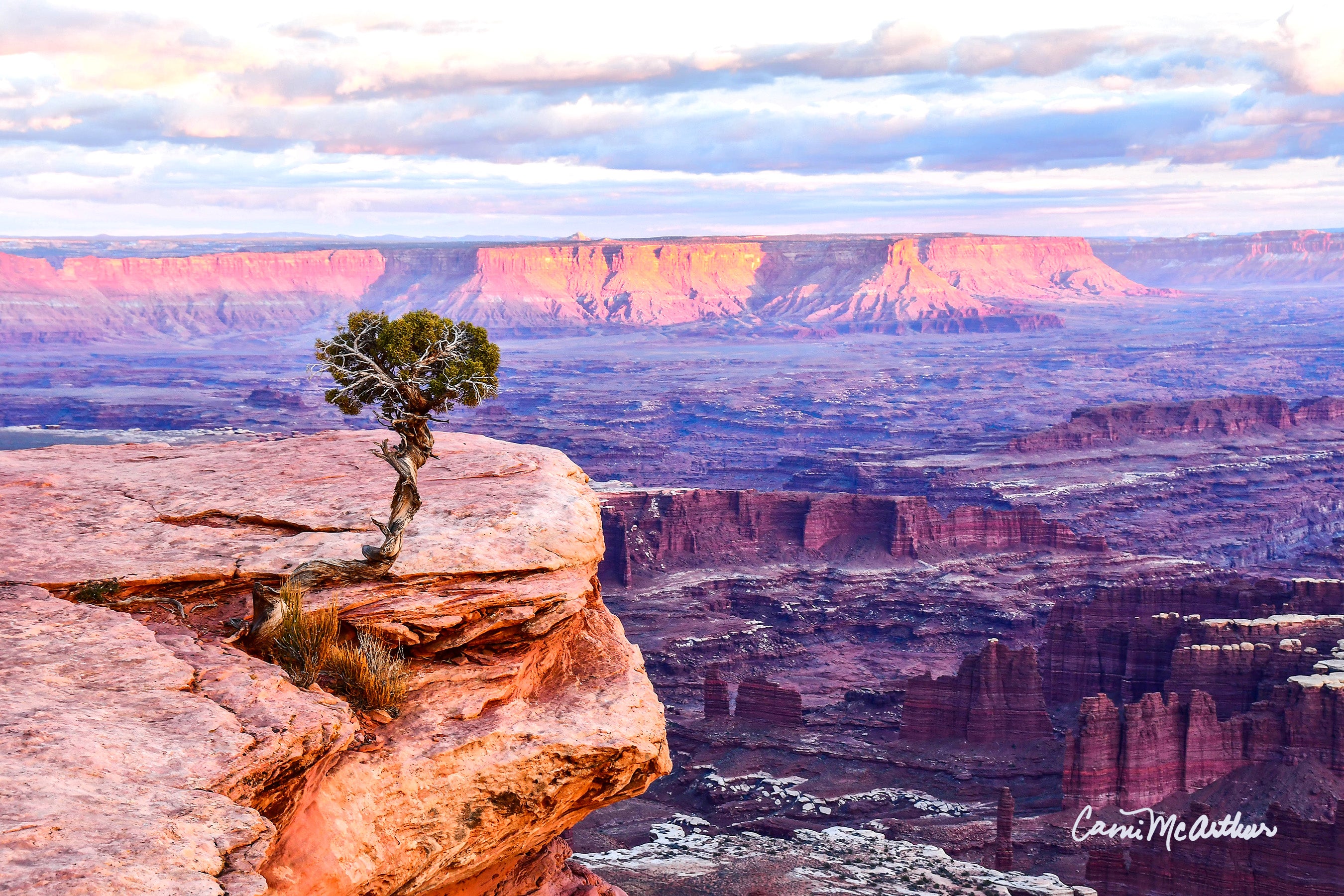 Lonely Tree in Canyonlands by Camilla McArthur