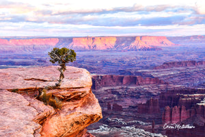 Lonely Tree in Canyonlands by Camilla McArthur