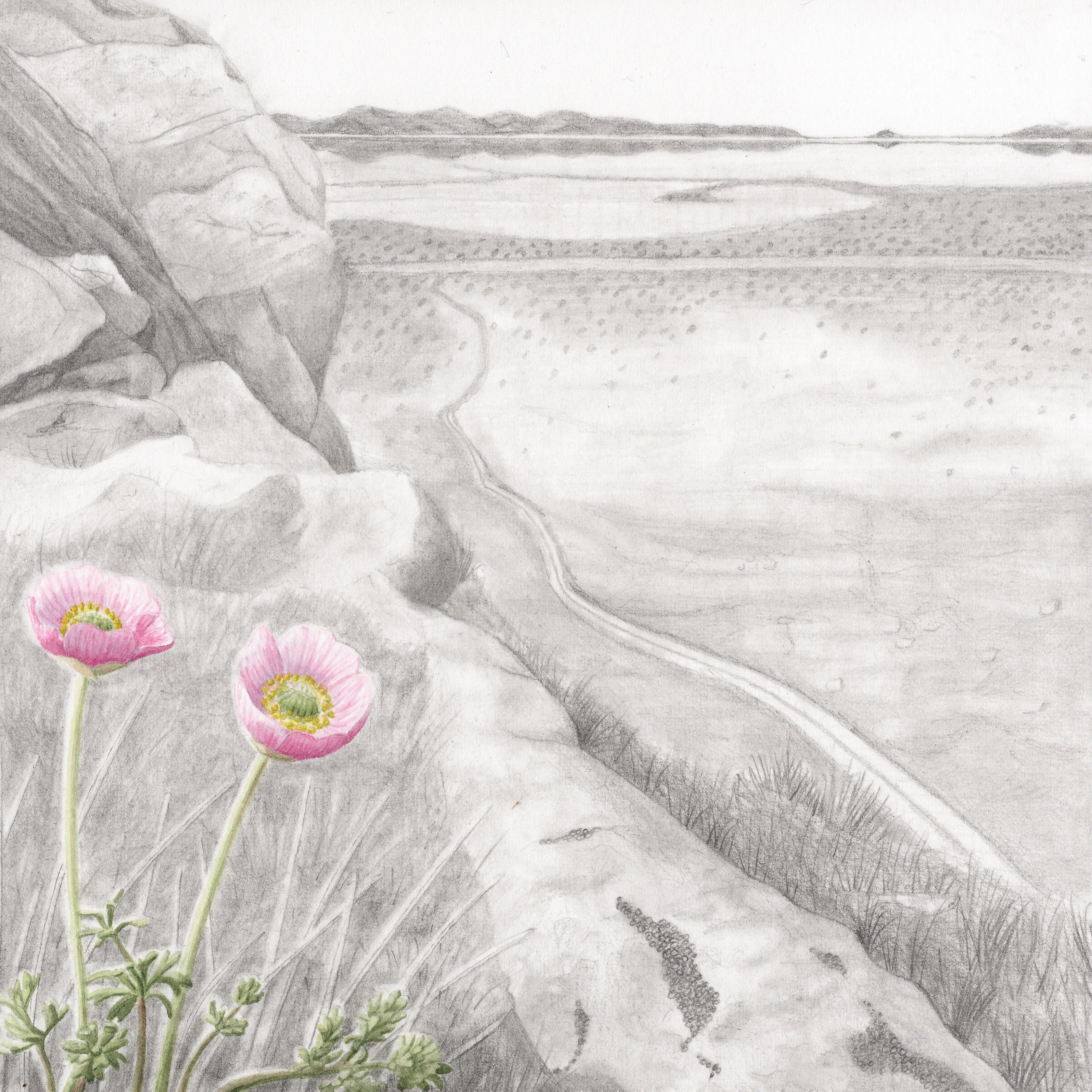 Rose Torres, Anderson's Buttercup on Stansbury Island