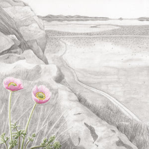 Rose Torres, Anderson's Buttercup on Stansbury Island