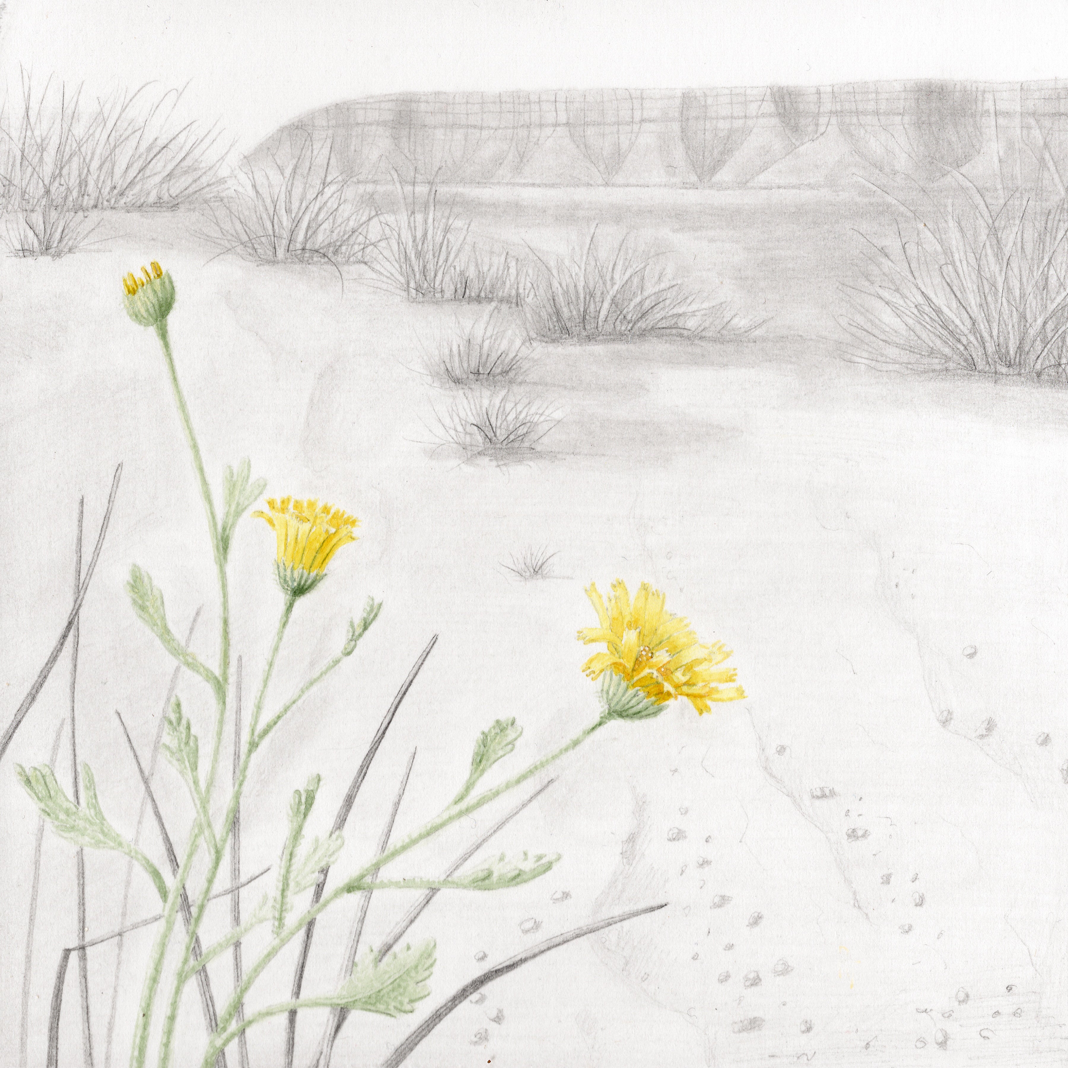 Rose Torres, Desert Marigold at Warner Valley