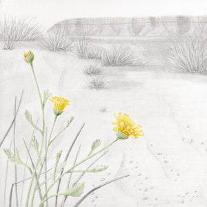 Rose Torres, Desert Marigold at Warner Valley