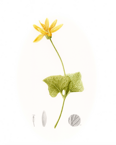 A New Heart: Heartleaf Arnica, Arnica cordifolia by Rose Torres