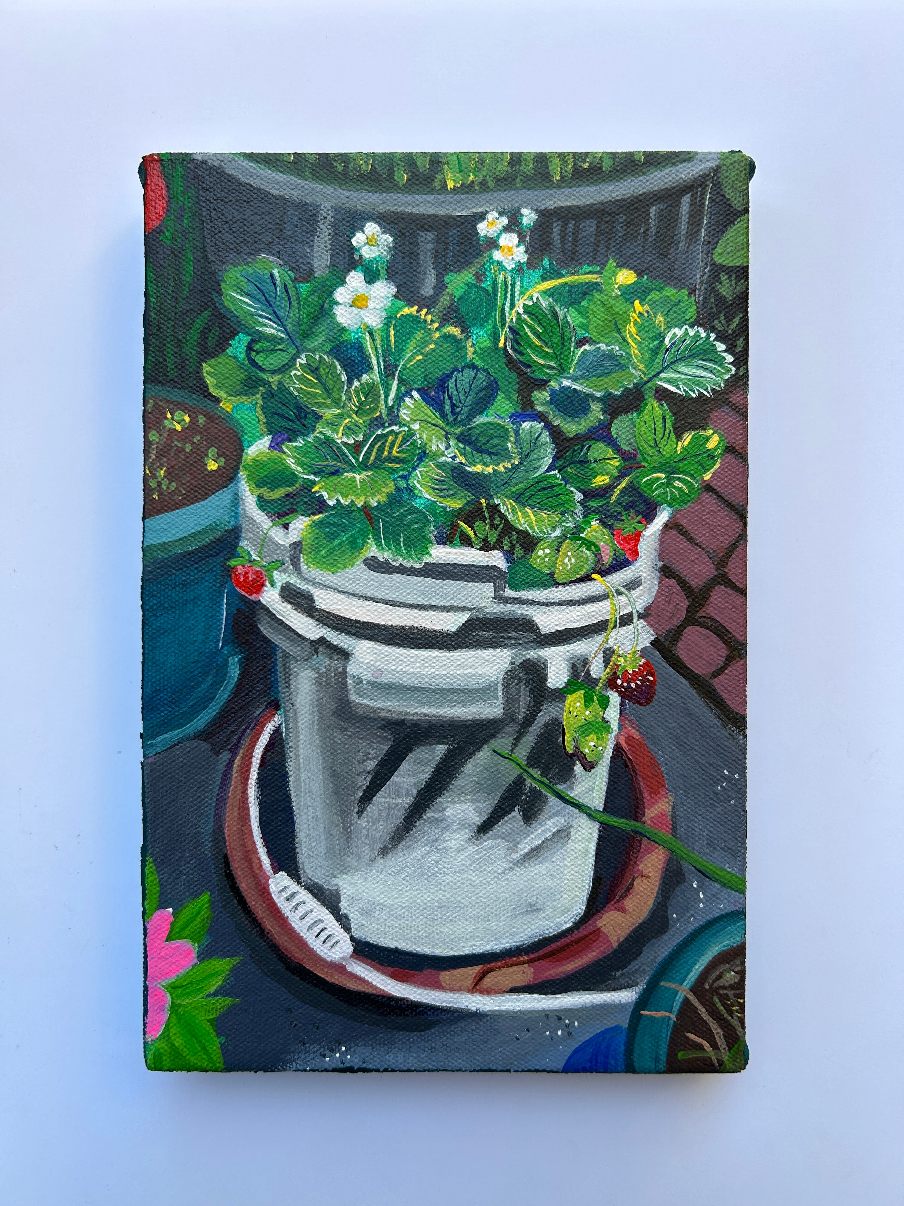 Strawberry Plant in Old Bucket, Amanda Yim