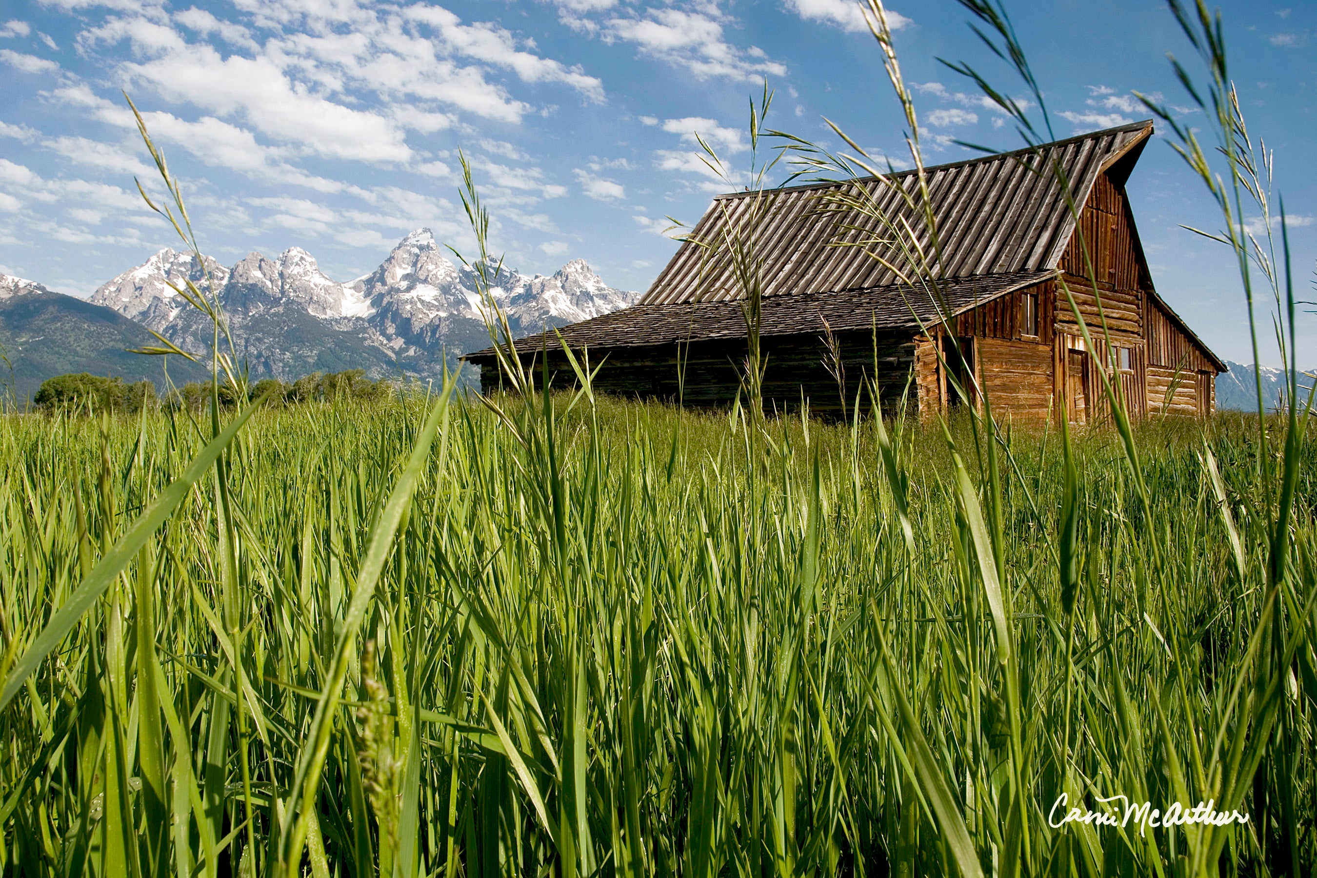 Teton Mountains with Moulton Barn by Camilla McArthur