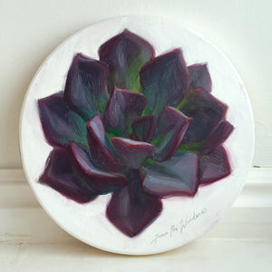 Echeveria Black Prince by Kwani Povi Winder