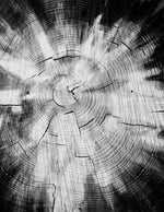 Load image into Gallery viewer, Artwork by Carrie J Cason Wilson
