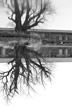 Load image into Gallery viewer, Artwork by Carrie J Cason Wilson
