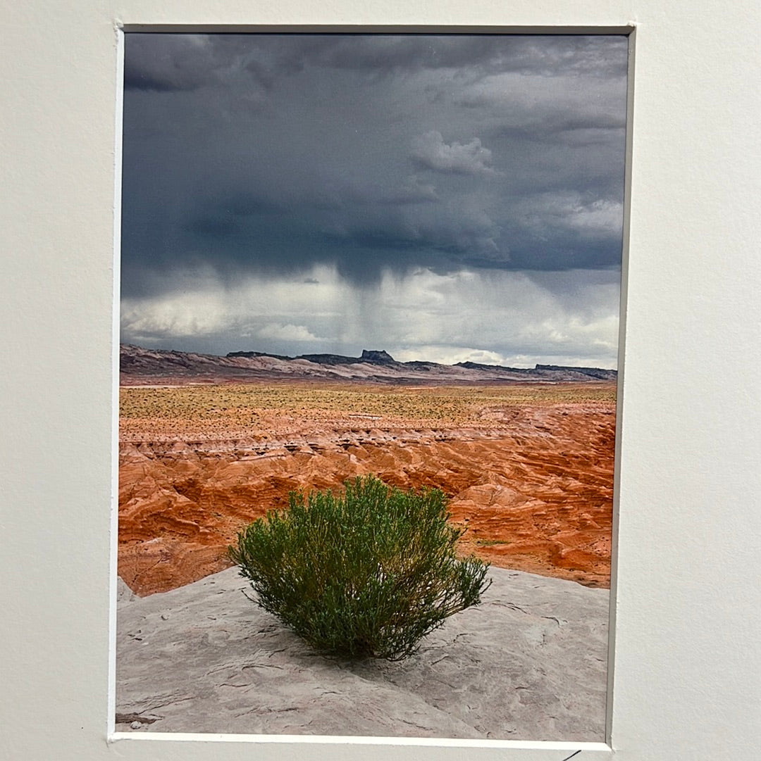 Goblin Valley Bush by Kevin Schley