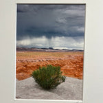 Load image into Gallery viewer, Goblin Valley Bush by Kevin Schley
