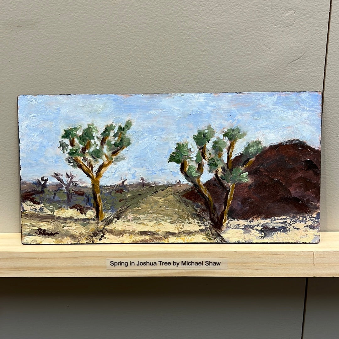 Spring in Joshua Tree by Michael Shaw