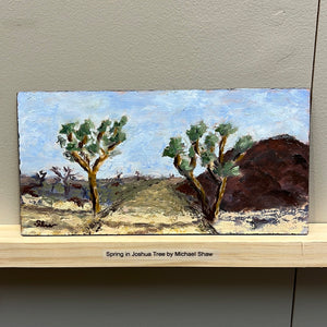 Spring in Joshua Tree by Michael Shaw