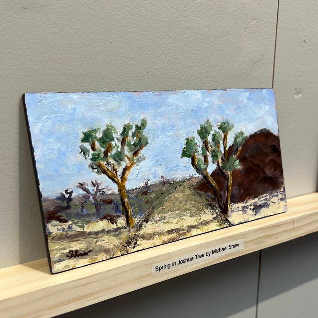 Spring in Joshua Tree by Michael Shaw